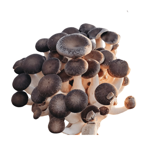 champignons2